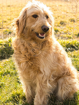 Emmett Mini Goldens Sunny