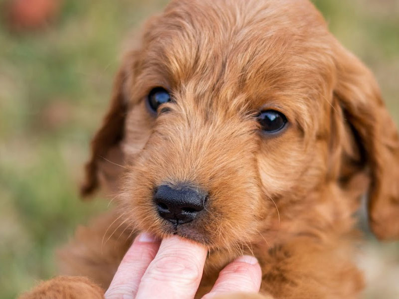 emmett Goldendoodle puppies