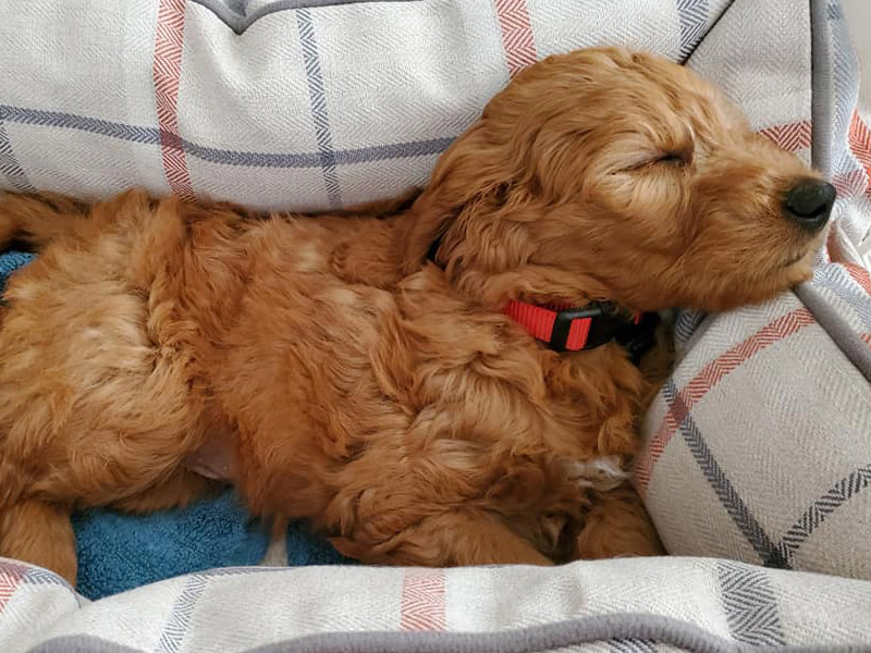 emmett Goldendoodle puppies