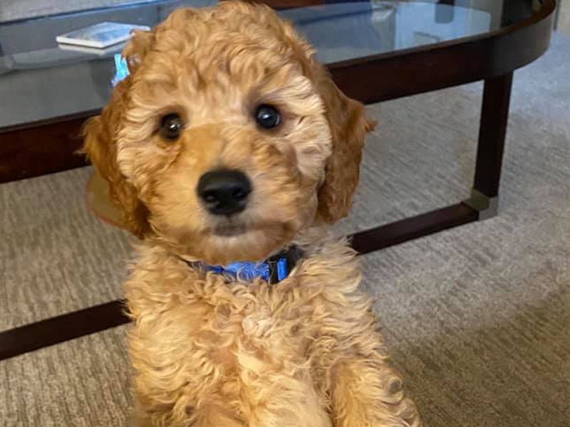 emmett Goldendoodle puppies