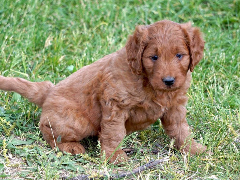 emmett Goldendoodle puppies