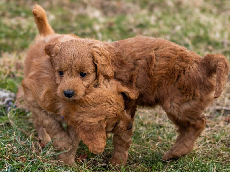 emmett Goldendoodle puppies