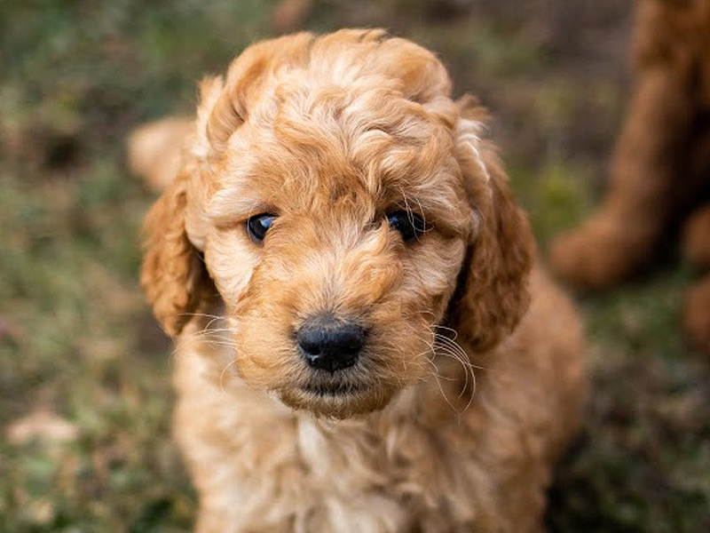 emmett Goldendoodle puppies