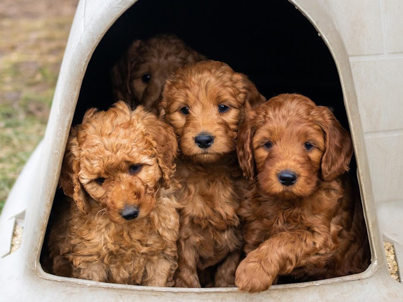 emmett Goldendoodle puppies