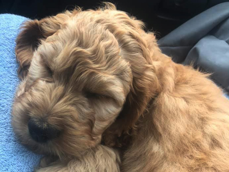 emmett Goldendoodle puppies