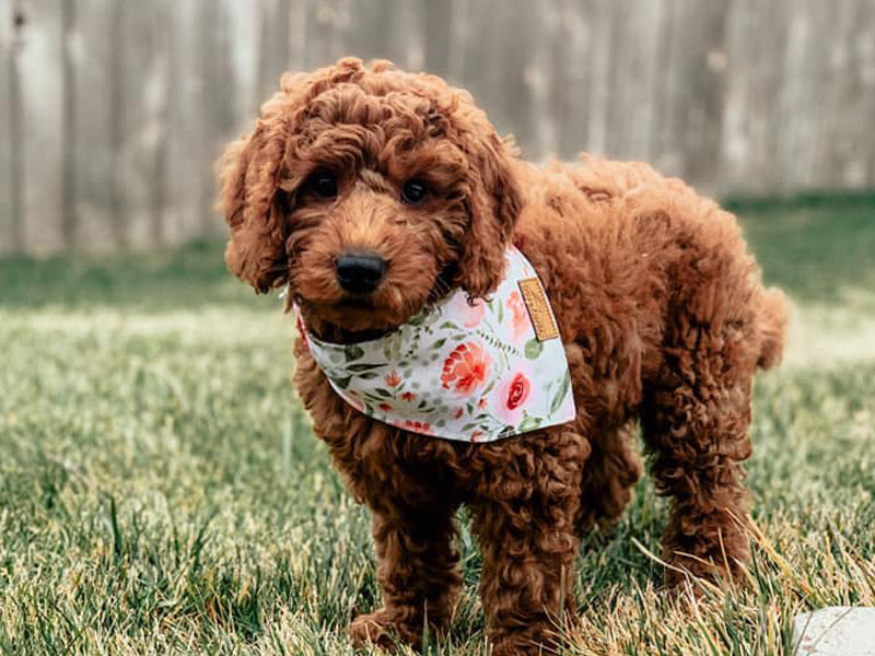 emmett Goldendoodle puppies