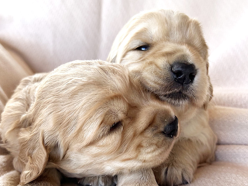 Emmett Mini Goldens Whitey Oakley Litter