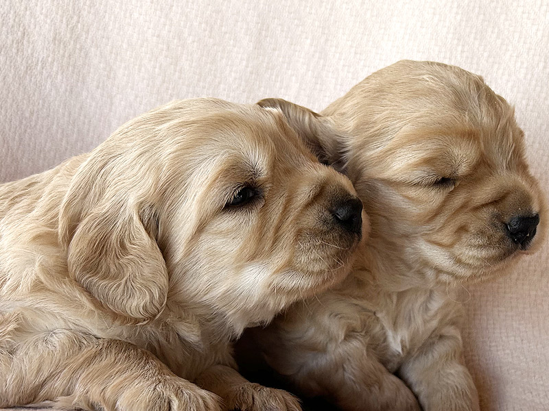 Emmett Mini Goldens Stella Buddy Litter