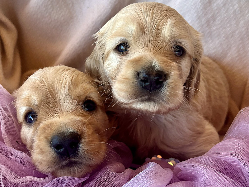 Emmett Mini Goldens Stella Oakley Litter