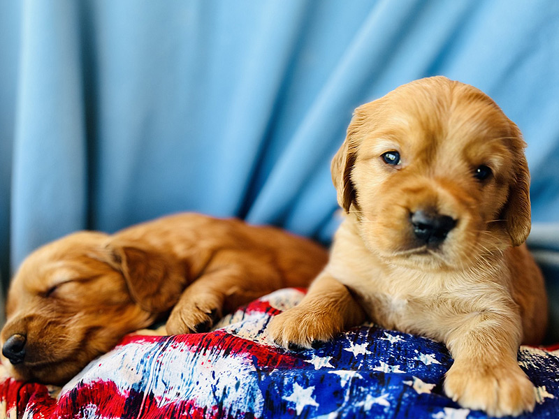 Emmett Mini Goldens Stella Oakley Litter