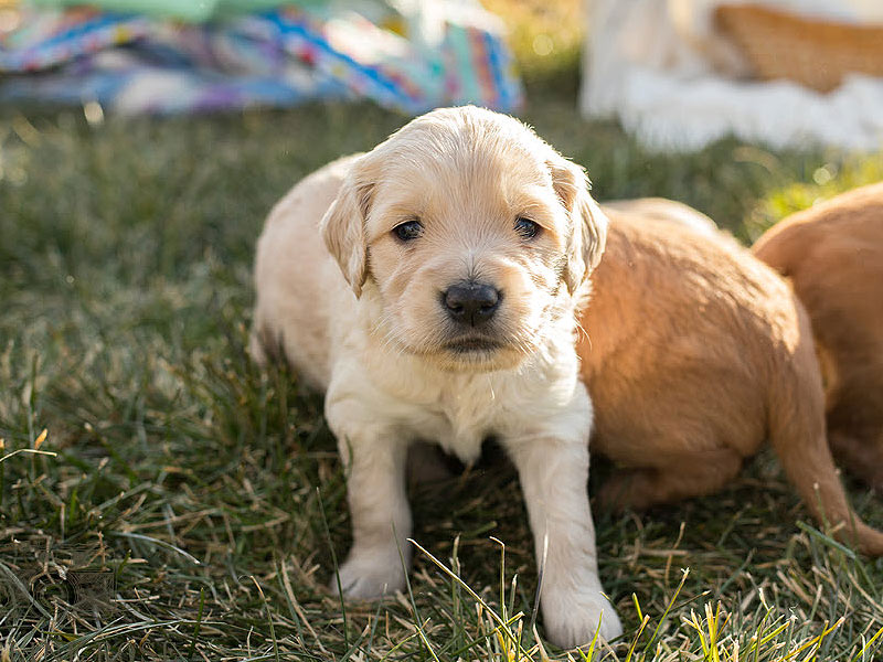 Emmett Mini Golden Retrievers - Mini Golden Puppy